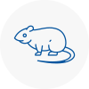 Rat Control North Wingfield